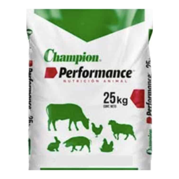 sacoconejochampion